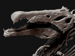 spinosaurus full skeleton sculpt model 3D Model