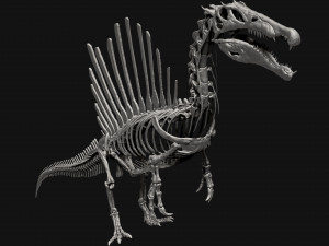 spinosaurus full skeleton sculpt model 3D Model