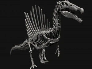 spinosaurus full skeleton sculpt model 3D Model