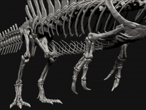 spinosaurus full skeleton sculpt model 3D Model