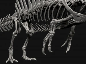 spinosaurus full skeleton sculpt model 3D Model
