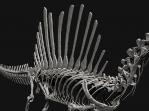 spinosaurus full skeleton sculpt model 3D Model
