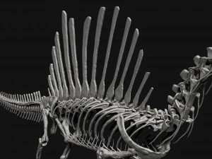 spinosaurus full skeleton sculpt model 3D Model