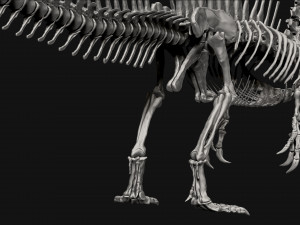 spinosaurus full skeleton sculpt model 3D Model