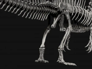 spinosaurus full skeleton sculpt model 3D Model