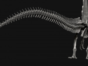 spinosaurus full skeleton sculpt model 3D Model