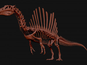 spinosaurus full skeleton sculpt model 3D Model