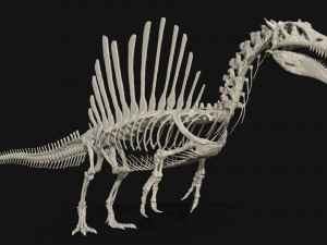 spinosaurus full skeleton sculpt model 3D Model