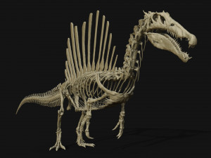 spinosaurus full skeleton sculpt model 3D Model