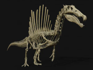 spinosaurus full skeleton sculpt model 3D Model