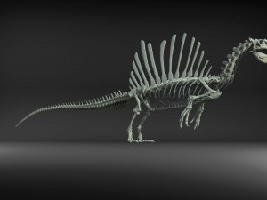 spinosaurus full skeleton sculpt model 3D Model