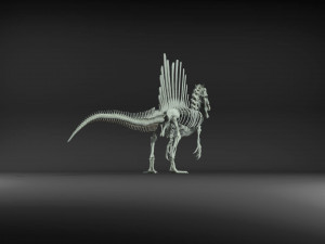 spinosaurus full skeleton sculpt model 3D Model