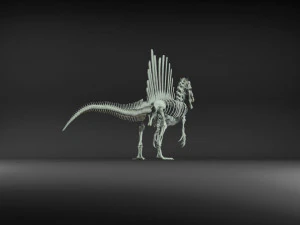 spinosaurus full skeleton sculpt model 3D Model