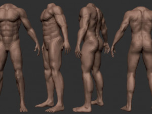 male body anatomy base model vol1 3Dモデル
