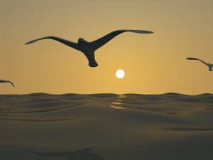 seagull and sea 3D Model
