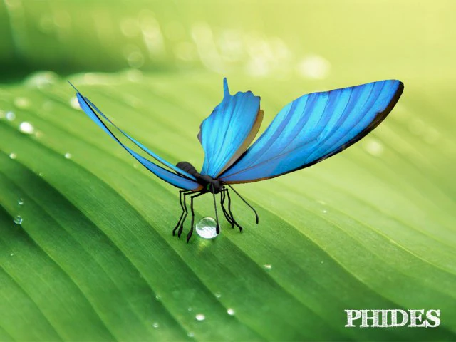 butterfly 1 3D Model .c4d .max .obj .3ds .fbx .stl .blend 
