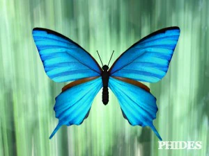 butterfly 1 3D Model
