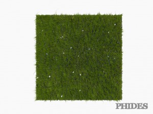 daisies meadow patch 1 3D मॉडल