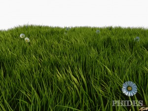 daisies meadow patch 1 3D मॉडल