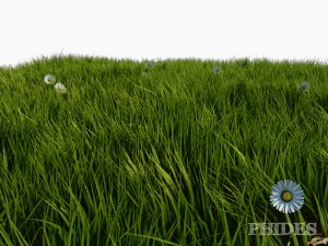 daisies meadow patch 1 3D Model