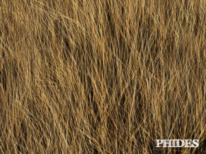dry grass 1 Modello 3D