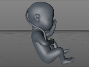 asian fetus 3D-Druckmodell