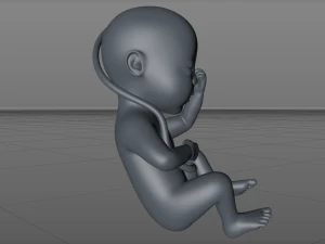 asian fetus 3D Print Model