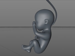 asian fetus 3D-Druckmodell