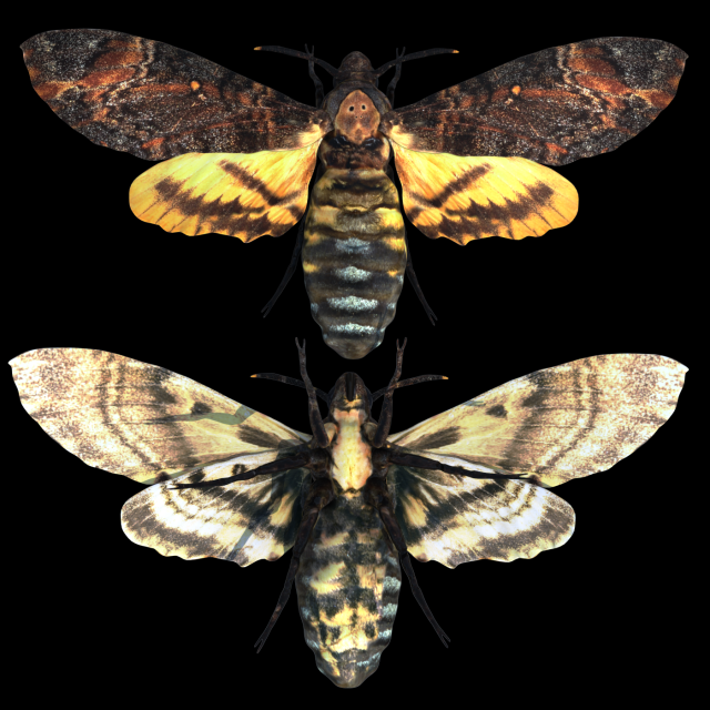 acherontia atropos death head hawk moth pbr 3D Model .c4d .max .obj .3ds .fbx .stl .blend 