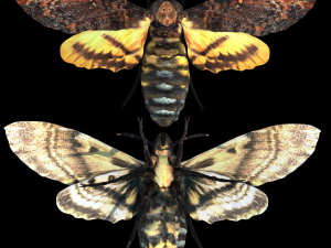 acherontia atropos death head hawk moth pbr Modèle 3D
