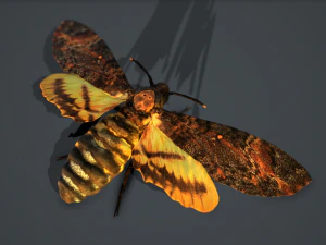 acherontia atropos death head hawk moth pbr 3D Model