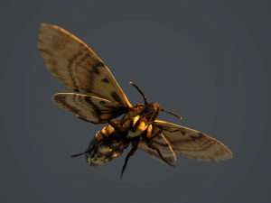 acherontia atropos death head hawk moth pbr 3D Model