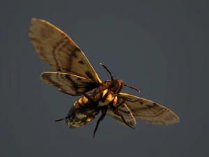 acherontia atropos death head hawk moth pbr 3D Model
