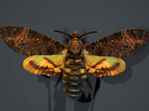 acherontia atropos death head hawk moth pbr 3D Model