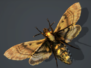 acherontia atropos death head hawk moth pbr 3D Model