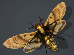 acherontia atropos death head hawk moth pbr 3D Model