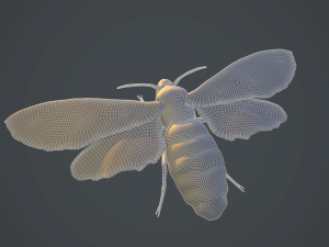 acherontia atropos death head hawk moth pbr 3D Model