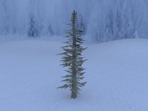 pine tree 3D-Modell