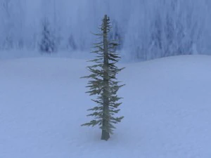 pine tree 3D Model