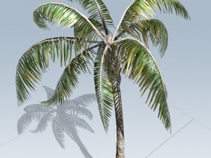 palm tree Model 3D