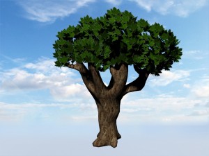 tree 3D Model