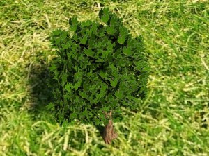 tree 3 Model 3D