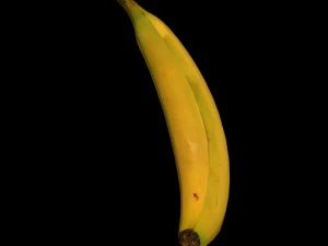 바나나 장비 3D 모델