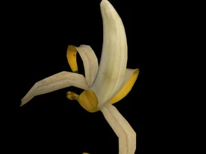 바나나 장비 3D 모델