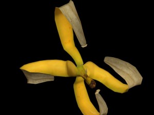 banana rig 3D मॉडल