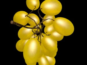 grape 3D Model