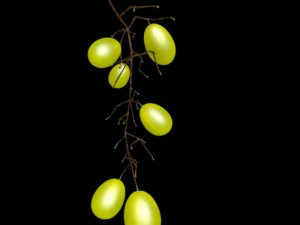 grape 3D Model