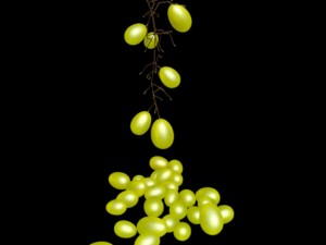 grape 3D Модель