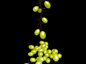 grape 3D Model