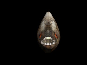 piranha 3D Model